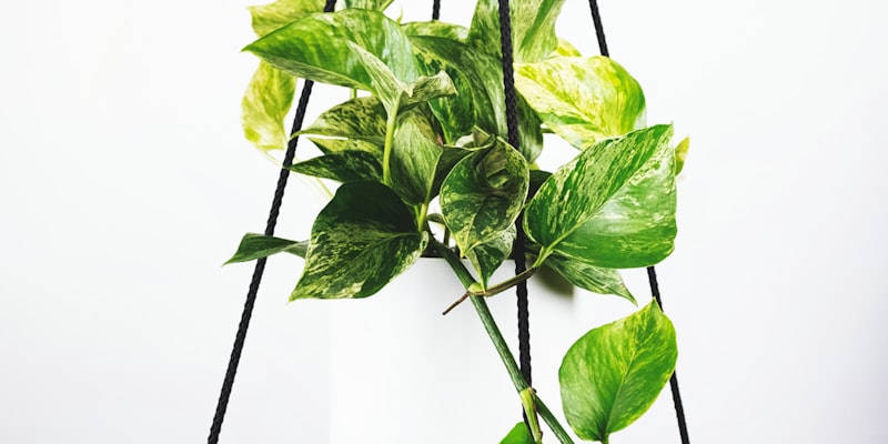 英超联赛比赛现场 - 球迷欢呼雀跃，球场气氛热烈